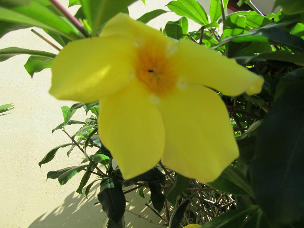 Marfi Inn Cahuita Chambre photo